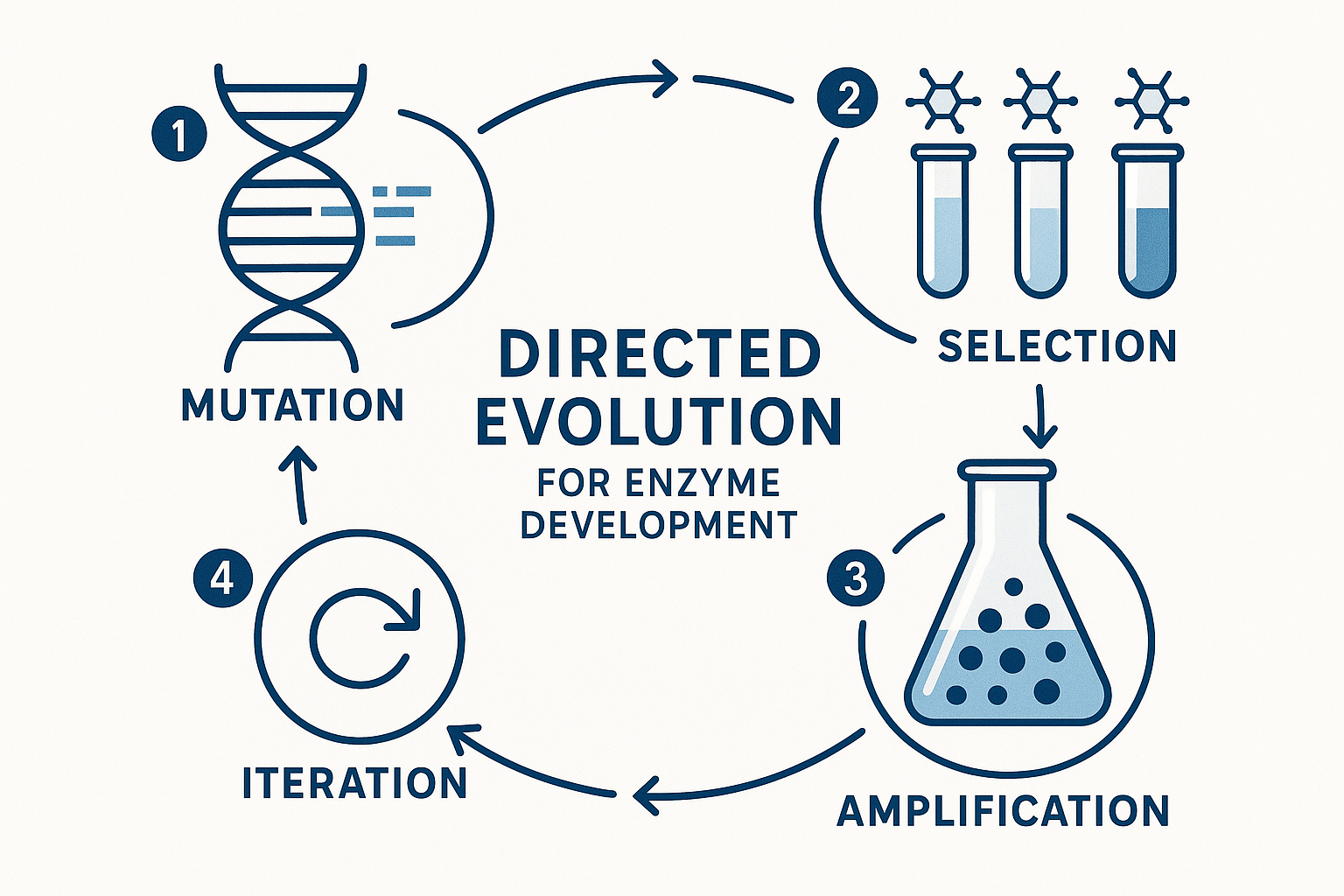 Directed Evolution Process for Enzyme Development
