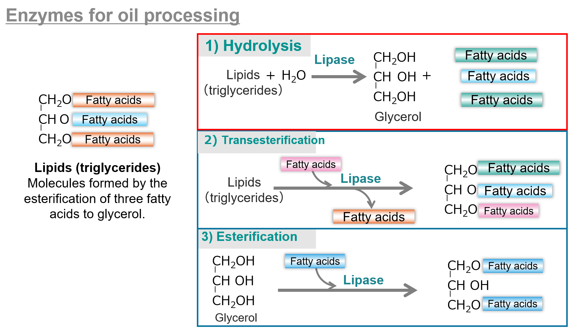 Visual representation of enzyme action and step-by-step process in oil processing illustration