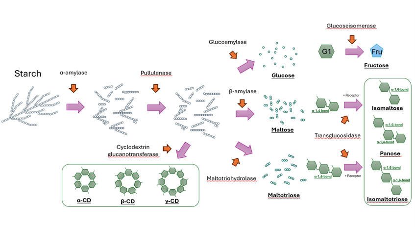 Amylase enzyme structure and starch breakdown process