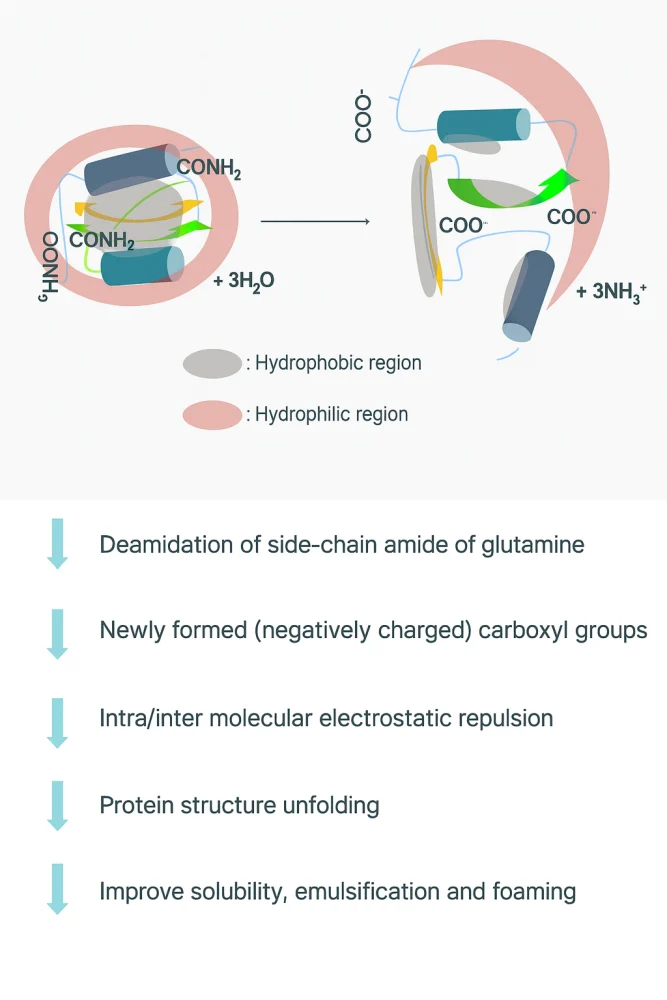 Protein Glutaminase Amano 500